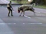 На юге Германии в полицию поступило сообщение о том, что в опасной близости от скоростного шоссе были замечены два быка