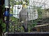 Из немецкого зоопарка пропали шесть вежливых попугаев