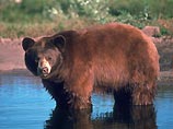В поселке Белый Яр Верхнекетского района Томской области медведь-людоед попал в засаду, устроенную охотниками