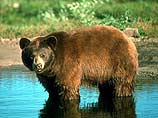 В тайге под Усть-Илимском медведи-людоеды загрызли и съели 25-летнего мужчину