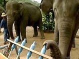 Таиландские слоны играют джаз