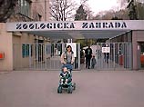 В Праге снова открылся зоопарк, пострадавший в результате наводнения