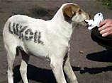 В Пензе бродячих собак используют в качестве информационных щитов "Лукойла"