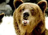 В Уссурийской тайге медведь, защищая свою территорию, напал на человека