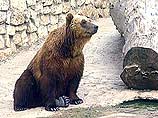 На Камчатке раненый медведь обосновался в туристическом лагере