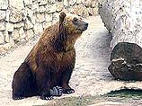 На Камчатке раненый медведь обосновался в туристическом лагере На Камчатке раненый медведь обосновался в туристическом лагере