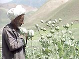 Эксперты ООН прогнозируют резкий рост производства зелья в Афганистане в этом году
