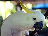 На Украине таможенники сожгли 14 белых попугаев