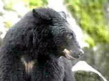 Два черных медведя насмерть загрызли служащего зоопарка в Бангладеш