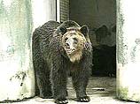 В Томской области медведь-шатун напал на сотрудниц метеостанции