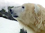 Загрязнение Арктики приводит к изменению пола белых медведей 