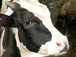 Коровы будут давать не только молоко, мясо и кожу, но и, например, лекарство от склероза