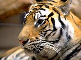 Сибирская тигрица два часа держала в страхе жителей Потсдама