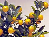 Чудесные свойства лимона были "заново открыты" австралийскими учеными