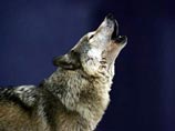 В Татарстане бешеный волк покусал 8 человек