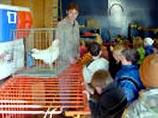 Пропажа цыплят и овец редкой породы вызвали подозрения у работников зоопарка