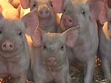 В Калифорнии свиньи помогли обнаружить плантацию марихуаны В Калифорнии свиньи помогли обнаружить плантацию марихуаны