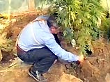 Пожилая итальянка ухаживала за растениями конопли в надежде вырастить помидоры