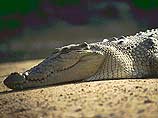 Туристка в Австралии стала жертвой крокодила