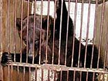 В Новосибирском зоопарке медведь откусил женщине руку