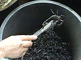 Жительница Таиланда провела месяц в комнате с тремя тысячами скорпионов