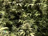 GW Pharmaceuticals выращивает для своих исследований 40 тыс кустов марихуаны в год в неразглашаемом месте в одном из пригородов британского королевства