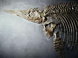 В Чили обнаружен скелет ихтиозавра, жившего 160 млн лет назад