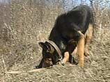 В ходе оперативных мероприятий с использованием служебных собак обнаружен тайник со взрывчаткой