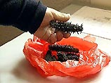 Россиянин пытался вывезти в Китай 100 кг сушеного трепанга, 36 кг мяса лягушек и 136 медвежьих лап Россиянин пытался вывезти в Китай 100 кг сушеного трепанга, 36 кг мяса лягушек и 136 медвежьих лап