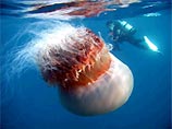 В Японском море обнаружена медуза - метр в диаметре и 150 кг весом