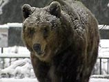 Пять медведей Московского зоопарка предвещают оттепель