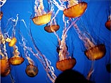 Сейчас многие рыбаки рассказывают о тысячах огромных медуз, попадавших в их сети