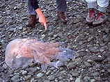 В Японском море обнаружена медуза - метр в диаметре и 150 кг весом В Японском море обнаружена медуза - метр в диаметре и 150 кг весом