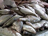 Контрабанда рыбы в Японию наносит ущерб в 1,5 млрд долларов ежегодно