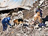Утром 11 сентября около 300 собак вместе с полицейскими, пожарными, спасателями приняли участие в поисках людей, погребенных под развалинами двух небоскребов