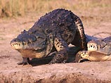 В Австралии засуха мешает крокодилам заниматься сексом
