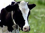 Суд признал корову виновной в аварии и обязал ее оплатить ущерб пострадавшим