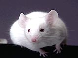 Ученые утверждают: мышь - младшая сестра человека