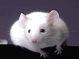 Ученые утверждают: мышь - младшая сестра человека Ученые утверждают: мышь - младшая сестра человека