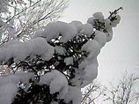 В Новосибирске из-за трескучих морозов приостановлена заготовка новогодних елок