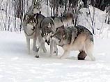 На Алтае участились набеги волков на домашний скот