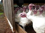 Рождественские индейки, которые должны были принять участие в гонке "от праздничного стола", спасены борцами за права животных Рождественские индейки, которые должны были принять участие в гонке "от праздничного стола", спасены борцами за права животных