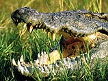 Британец спасся от смерти, укусив крокодила