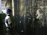 Закончив занятия, обезьяны обязательно разгрызают все карандаши и съедают практически все рисунки Закончив занятия, обезьяны обязательно разгрызают все карандаши и съедают практически все рисунки