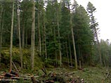 В Казахстане для сохранения и развития лесного фонда предполагается ввести частное лесопользование