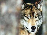 На Украине волк загрыз 7 человек