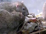 Жители города встречают этих грызунов среди бела дня в подъездах своих домов, на лестничных площадках и в квартирах Жители города встречают этих грызунов среди бела дня в подъездах своих домов, на лестничных площадках и в квартирах