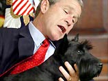 Собака Буша напугала маленьких детей в Белом доме