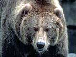 На 16-летнего жителя села Загорное Яковлевского района Приморья напал медведь-шатун