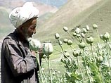 В Афганистане создаются спецподразделения для уничтожения плантаций опиумного мака